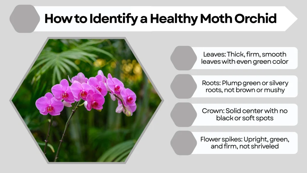 How to Identify a Healthy Moth Orchid