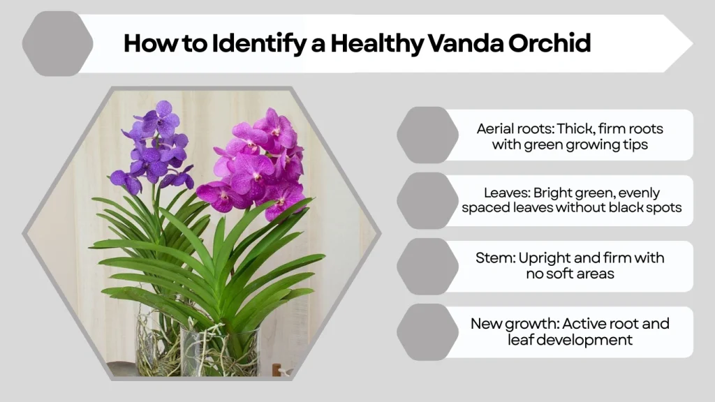 How to Identify a Healthy Vanda Orchid