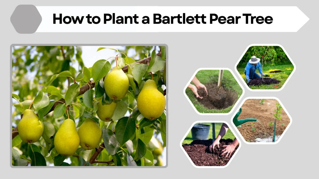 How to Plant a Bartlett Pear Tree