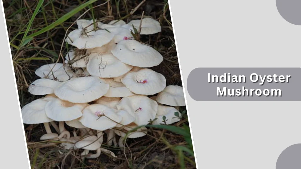 Indian Oyster Mushroom