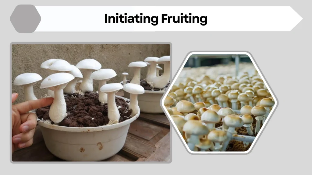 Initiating Fruiting