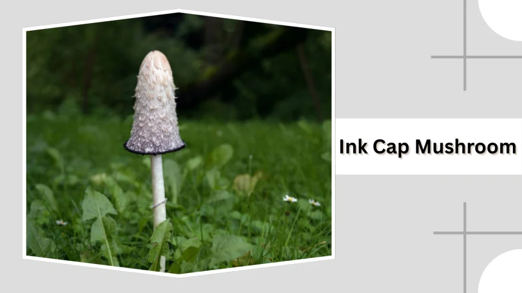 Ink Cap Mushroom