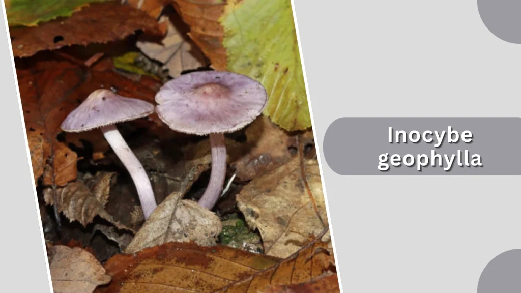 Inocybe geophylla