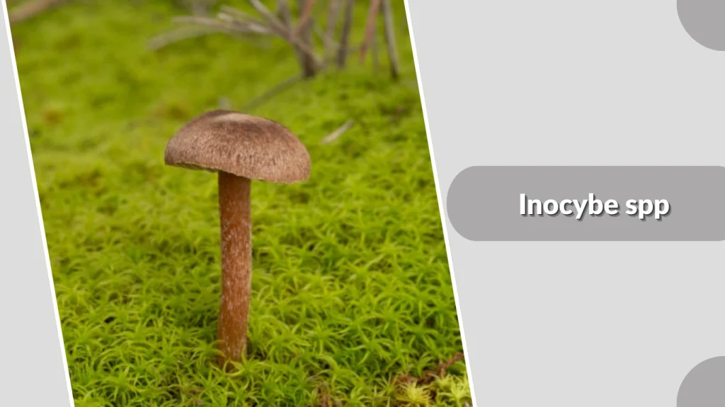 Inocybe spp