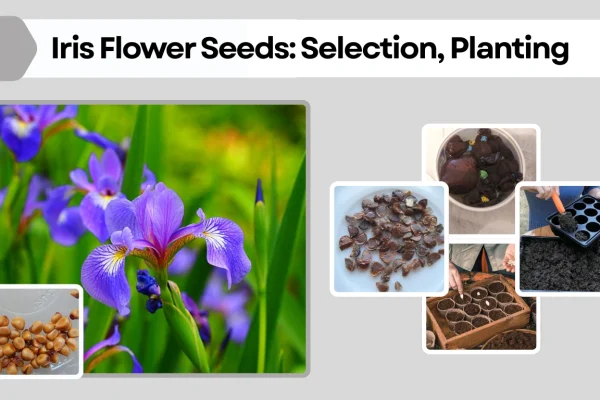 Iris Flower Seeds Selection, Planting, and Care