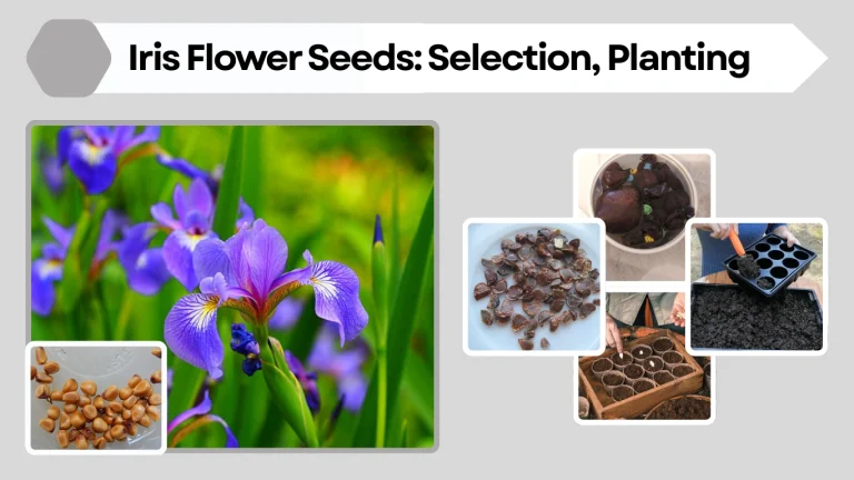 Iris Flower Seeds Selection, Planting, and Care