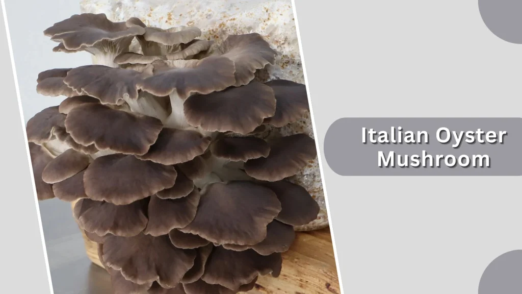 Italian Oyster Mushroom