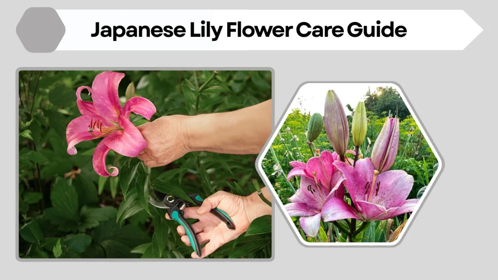 Japanese Lily Flower Care Guide