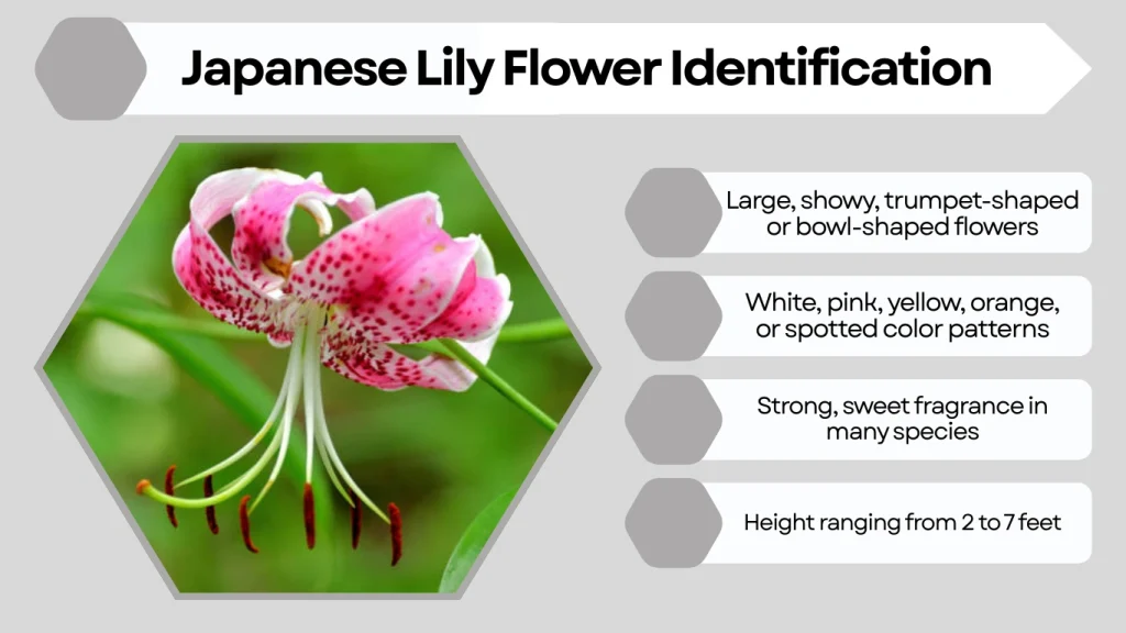 Japanese Lily Flower Identification
