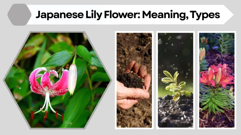 Japanese Lily Flower Meaning, Types, Care, and Growing Guide