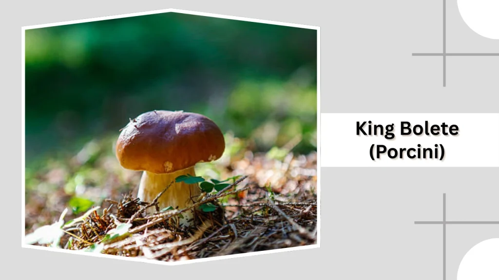 King Bolete (Porcini)