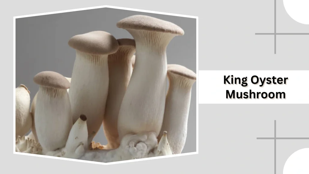 King Oyster Mushroom (Pleurotus eryngii)