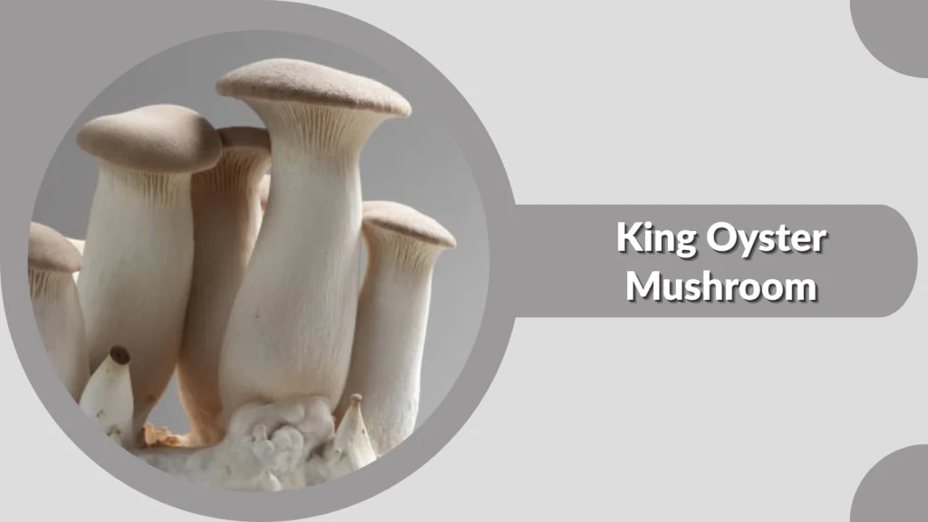 King Oyster Mushroom