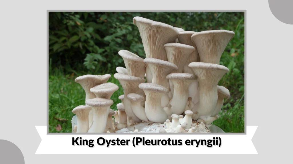 King Oyster (Pleurotus eryngii)