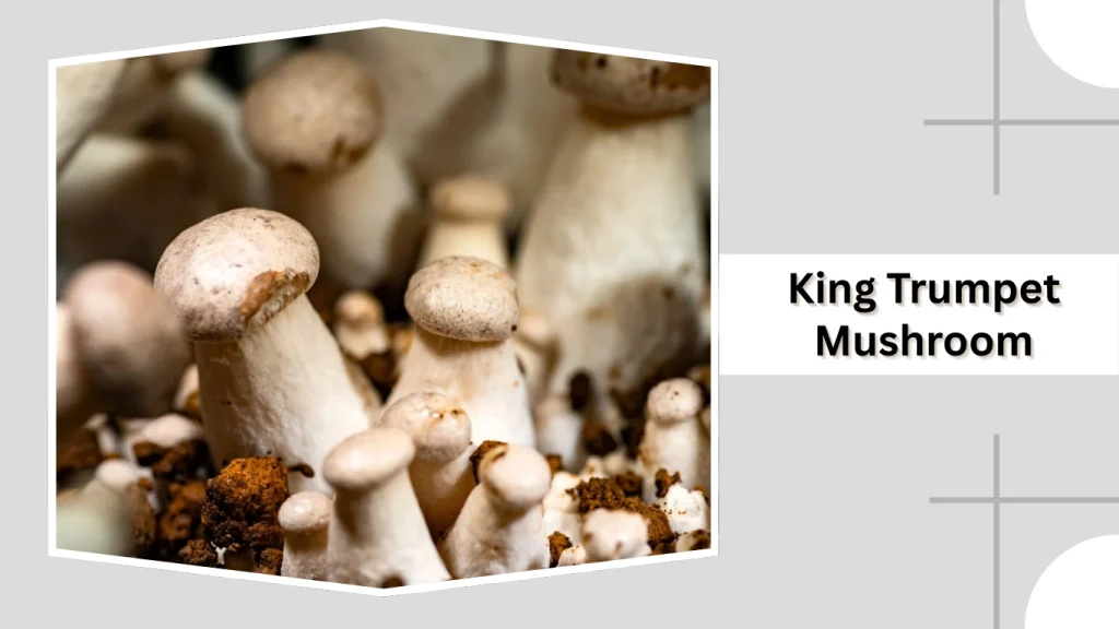 King Trumpet Mushrooms