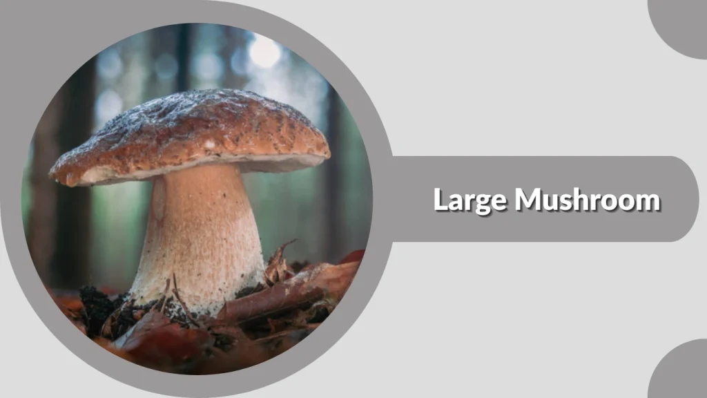 Large Mushroom