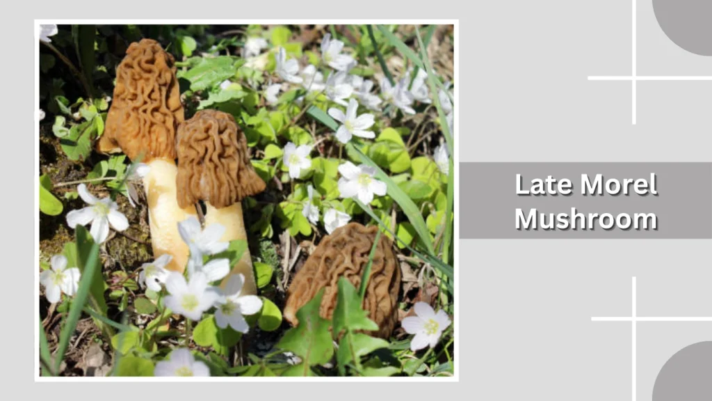 Late Morel Mushroom