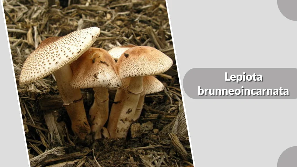 Lepiota brunneoincarnata mushroom