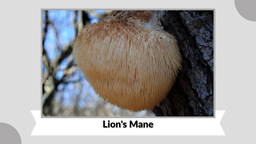 Lion's Mane