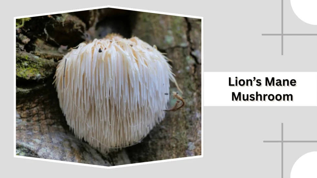 Lion’s Mane Mushroom