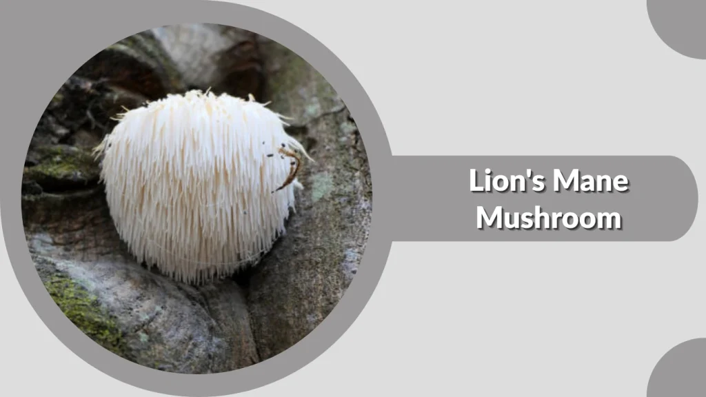 Lion's Mane Mushroom
