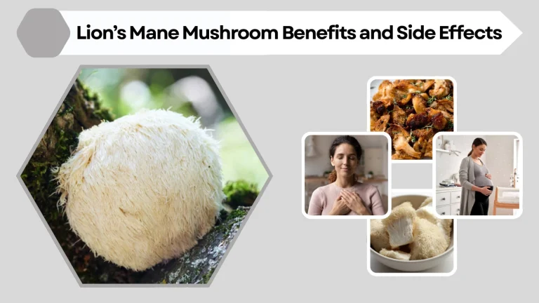 Lion’s Mane Mushroom Benefits and Side Effects Uses, Nutrition, and Safety Guide