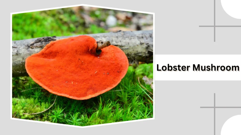 Lobster Mushroom