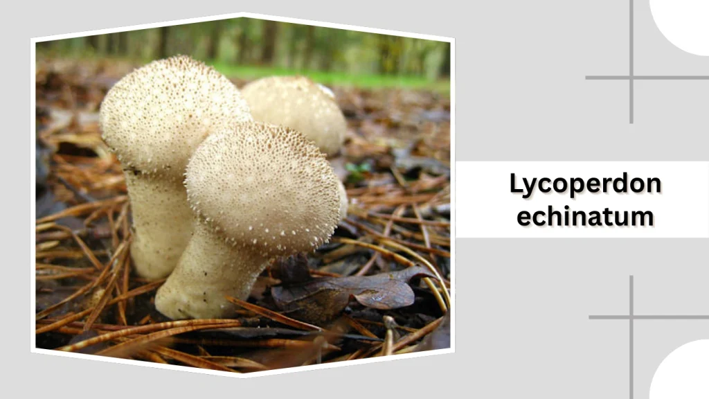 Lycoperdon echinatum