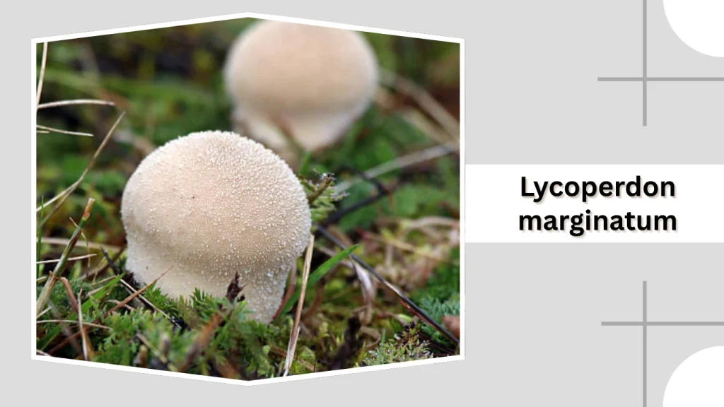 Lycoperdon marginatum