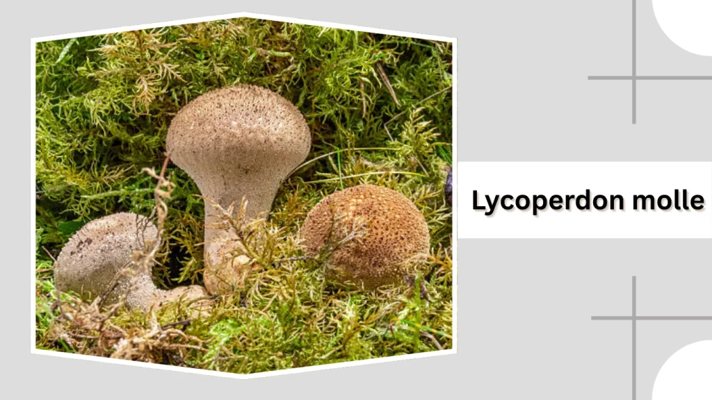 Lycoperdon molle