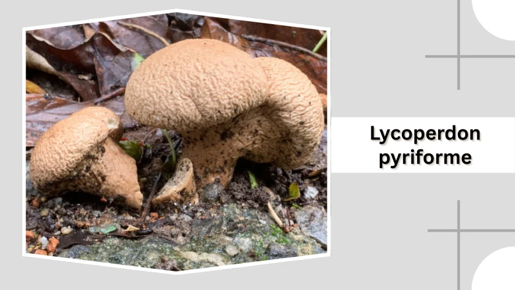Lycoperdon pyriforme