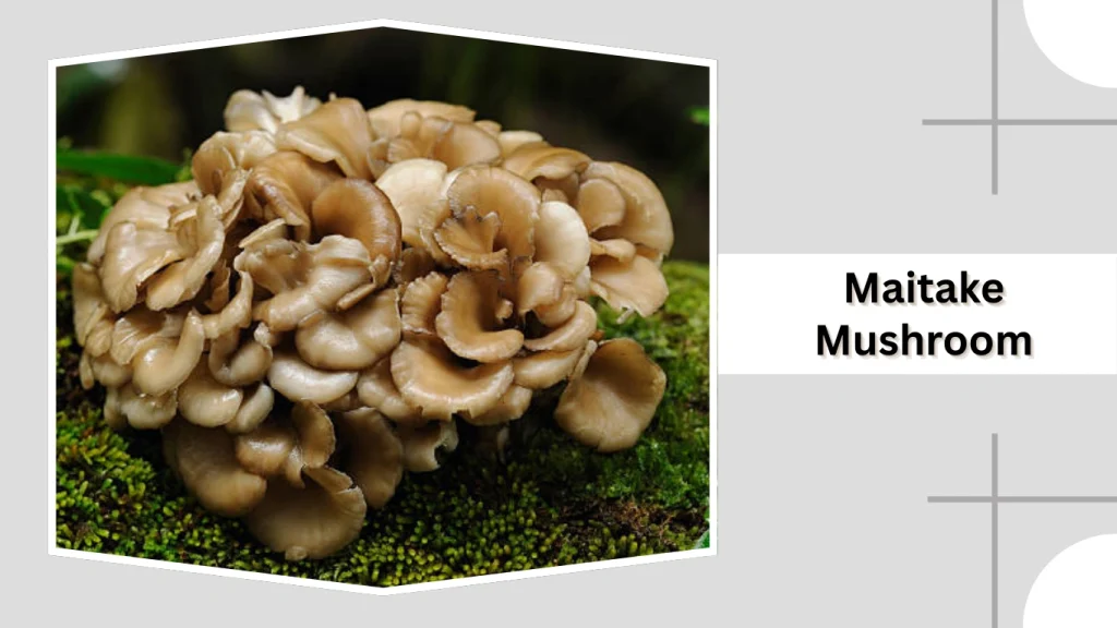 Maitake Mushroom (Grifola frondosa)