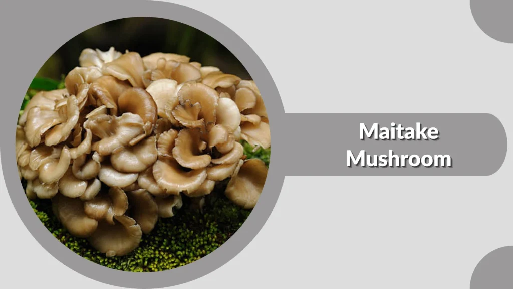 Maitake Mushroom
