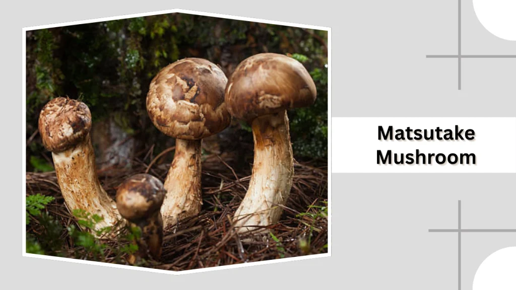Matsutake Mushrooms