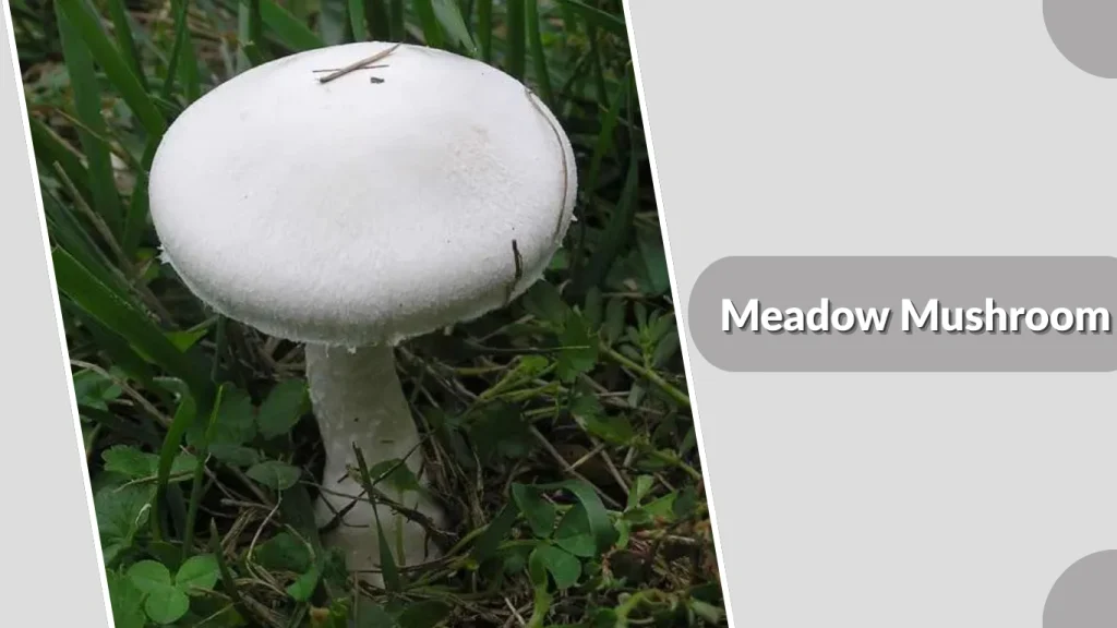 Meadow Mushroom