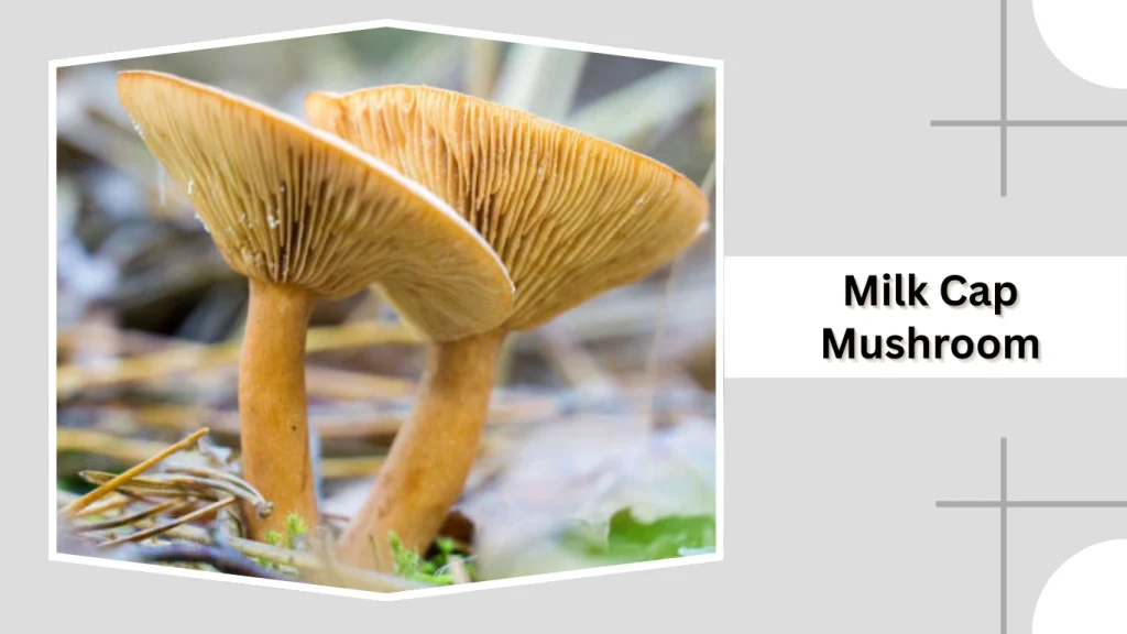 Milk Cap Mushroom