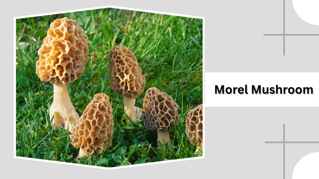 Morel Mushroom