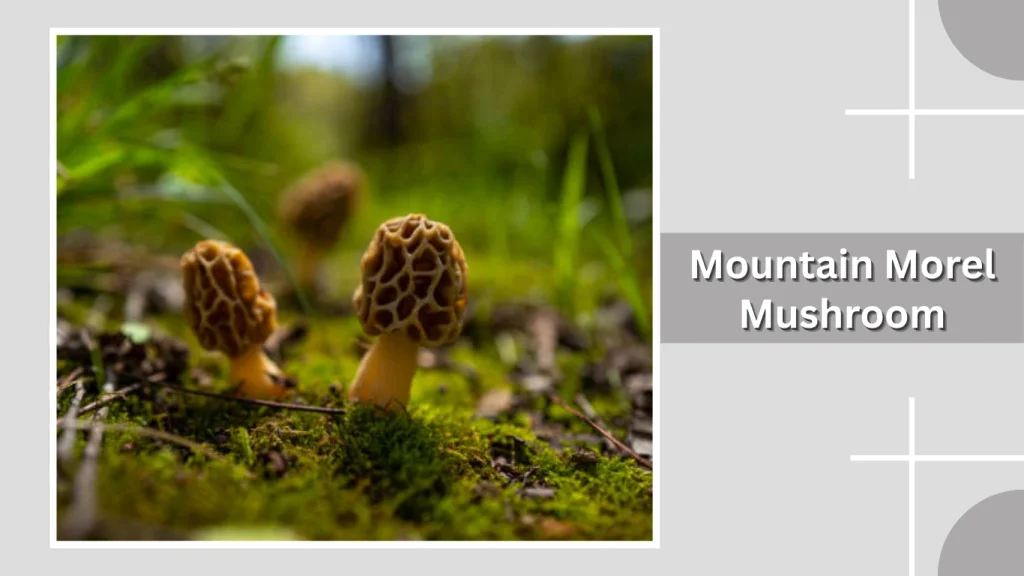 Mountain Morel Mushroom