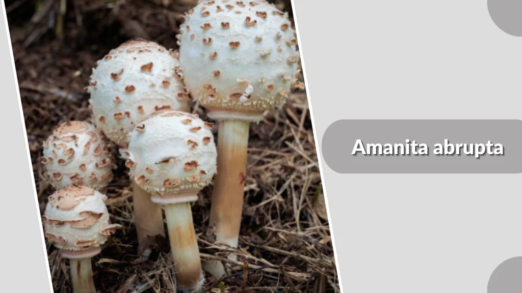 Amanita abrupta