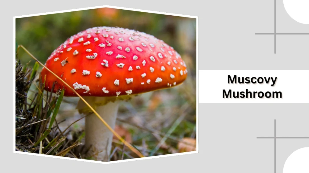 Muscovy Mushroom