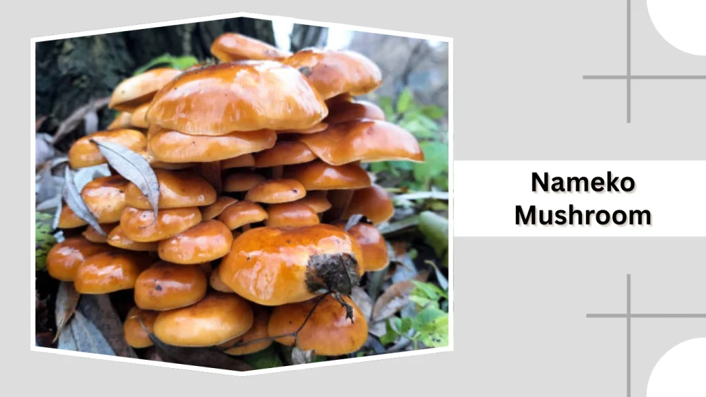 Nameko Mushroom