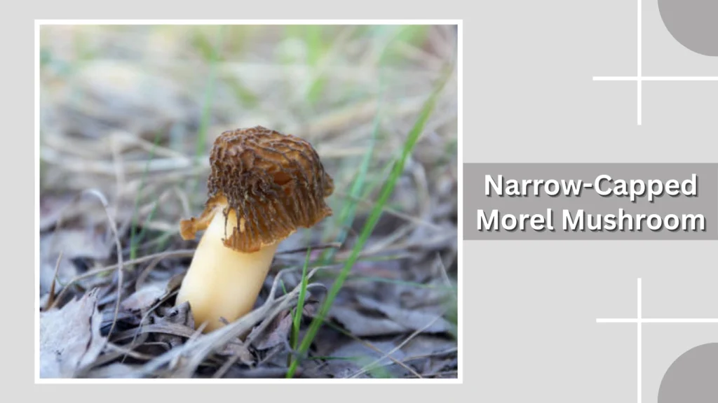 Narrow-Capped Morel Mushroom