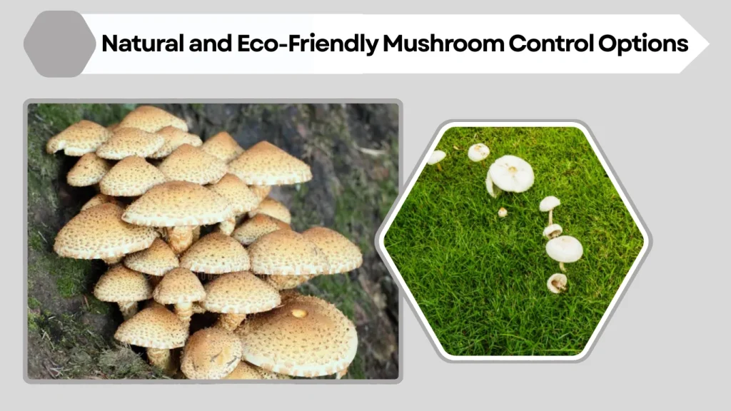 Natural and Eco-Friendly Mushroom Control Options