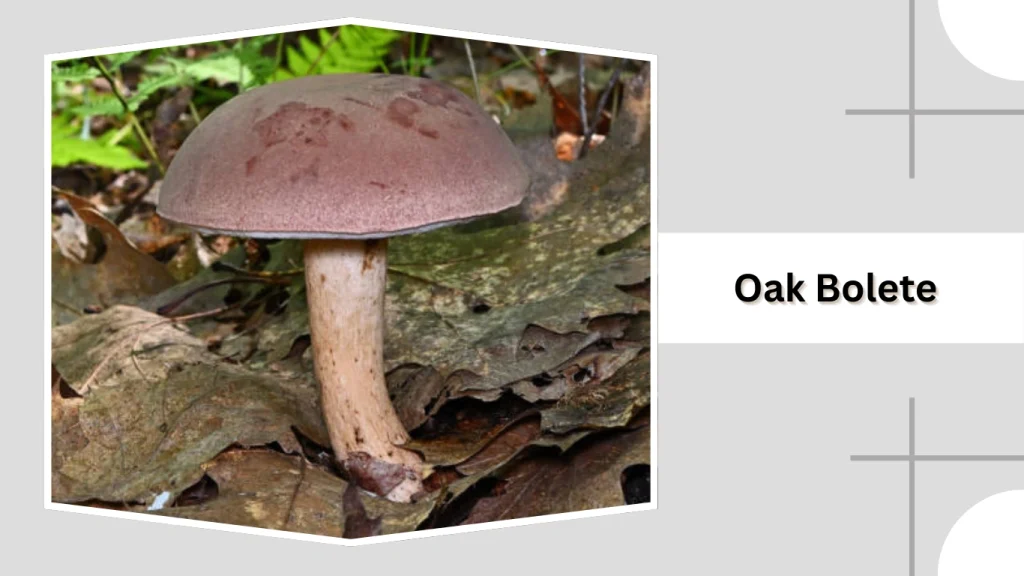 Oak Bolete