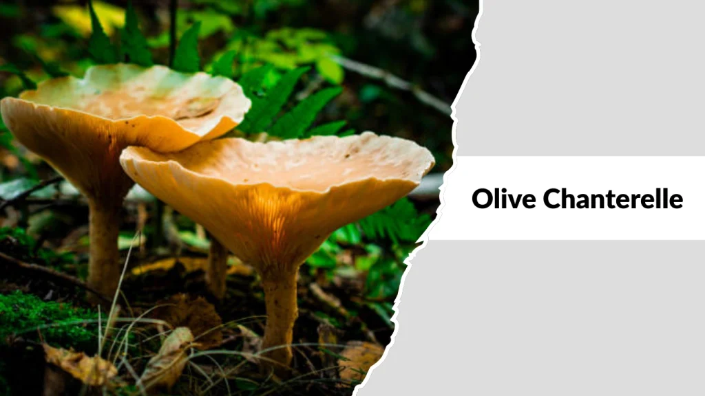Olive Chanterelle