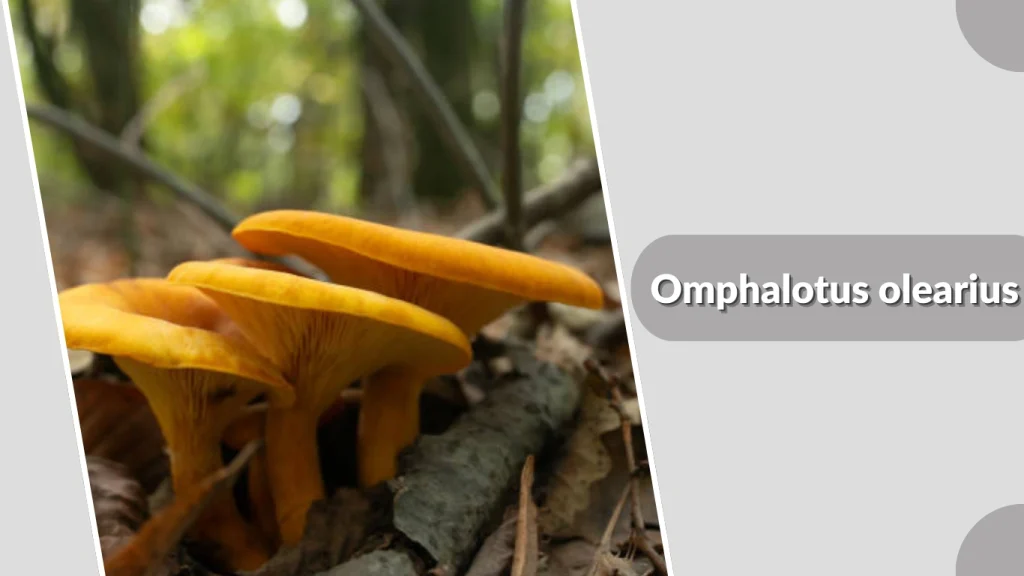 Omphalotus olearius (Jack-o’-Lantern Mushroom)