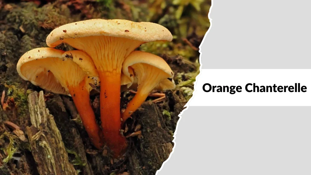 Orange Chanterelle
