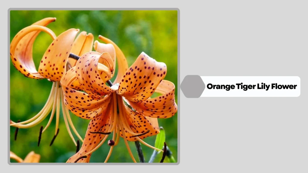 Orange Tiger Lily Flower