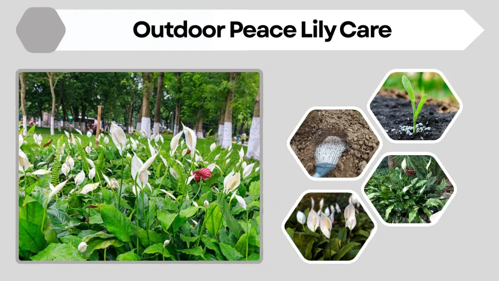 Outdoor Peace Lily Care