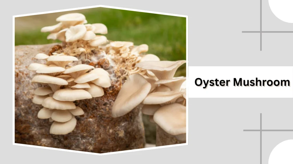 Oyster Mushroom